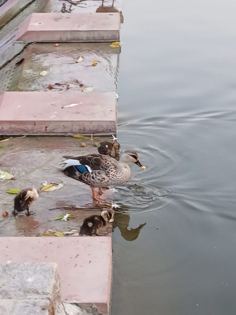 A family of ducks, including the mother and her three ducklings.